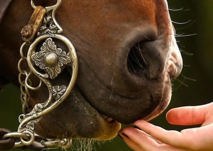 Se viene la 50ª edición de la Fiesta Provincial del Caballo en Bragado