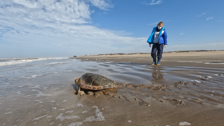 Una tortuga cabezona de 50 kilos regresó al mar después de quedar atrapada en una red de pesca artesanal