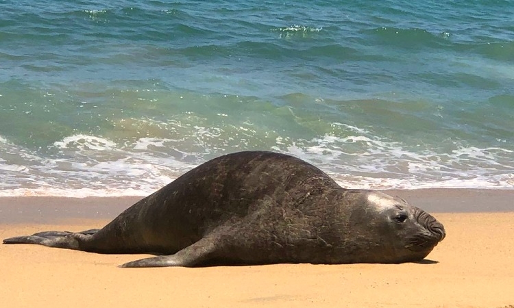 Las medidas preventivas ante la aparición de lobos marinos enfermos o muertos desde Tierra del Fuego hasta Mar del Plata