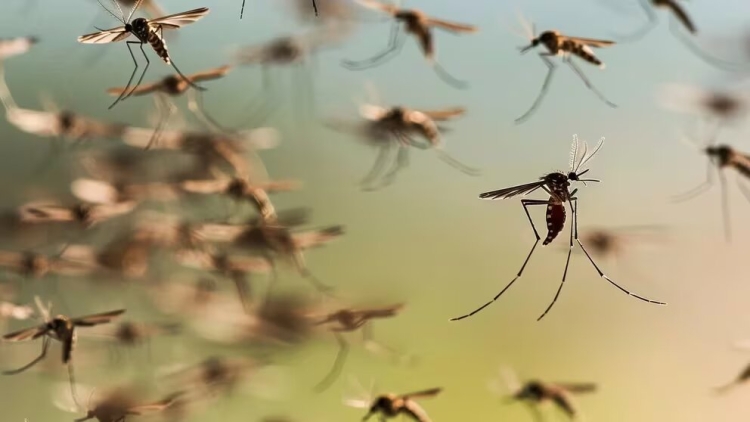 Mitos y verdades sobre por qué los mosquitos pican más a unas personas que a otras