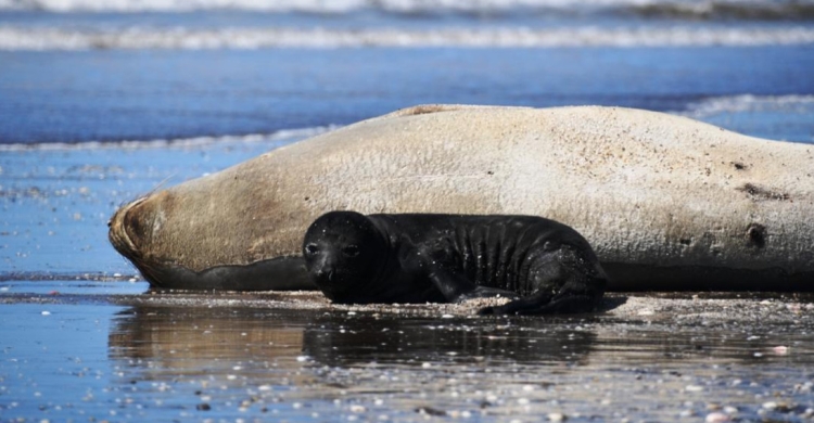 Nació un cachorro de elefante marino en la playa de Mar de Ajó