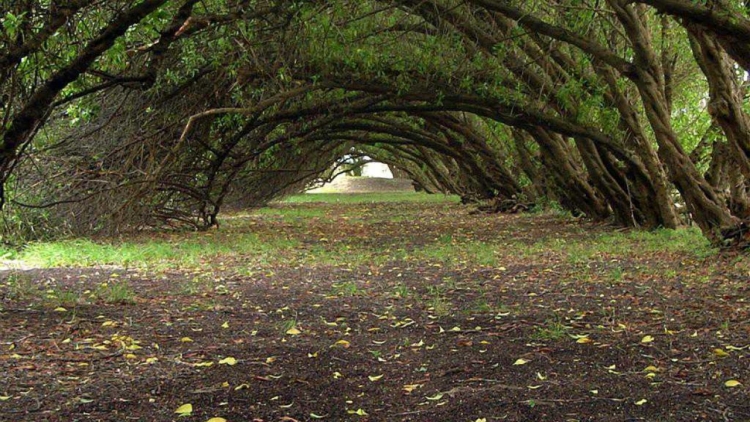 Por qué en el sorprendente Bosque energético de Miramar las ramas quedan posando una sobre otras 